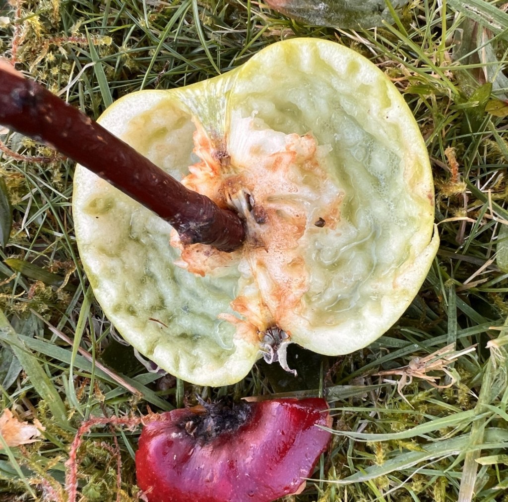 One wild and precious&nbsp;life